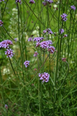 Verveine de Buenos Aires Verbena bonariensis 5-10 Pot 9x9 cm (P9)