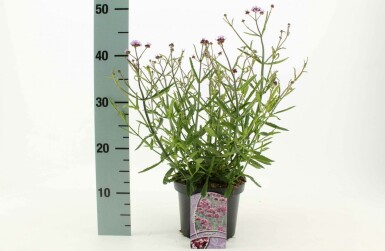 Verveine de Buenos Aires Verbena bonariensis 'Lollipop' 10-15 Pot 2 l (C2) Verbena bonariensis 'Lollipop'