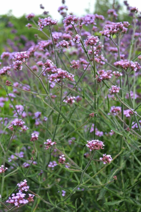 Verveine de Buenos Aires Verbena bonariensis 'Lollipop' 10-15 Pot 2 l (C2) Verbena bonariensis 'Lollipop'