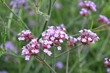 Verveine de Buenos Aires Verbena bonariensis 'Lollipop' 10-15 Pot 2 l (C2) Verbena bonariensis 'Lollipop'