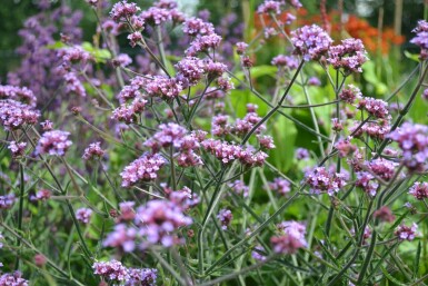 Verveine de Buenos Aires Verbena bonariensis 'Lollipop' 5-10 Pot 9x9 cm (P9)