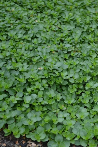 Véronique rampante Veronica repens 5-10 Pot 9x9 cm (P9) Veronica repens