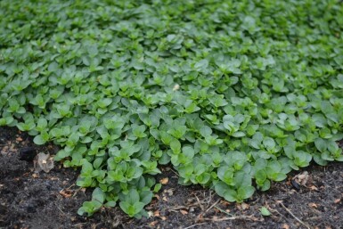 Véronique rampante Veronica repens 5-10 Pot 9x9 cm (P9) Veronica repens