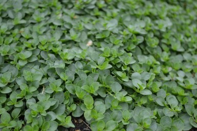 Véronique rampante Veronica repens 5-10 Pot 9x9 cm (P9) Veronica repens