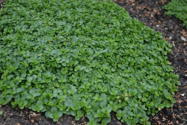 Véronique rampante Veronica repens 5-10 Pot 9x9 cm (P9) Veronica repens