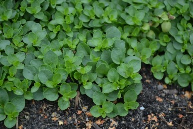 Véronique rampante Veronica repens 5-10 Pot 9x9 cm (P9) Veronica repens