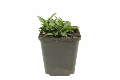 Véronique en épi Veronica spicata 'Inspire Blue' 5-10 Pot 9x9 cm (P9) Veronica spicata 'Inspire Blue'