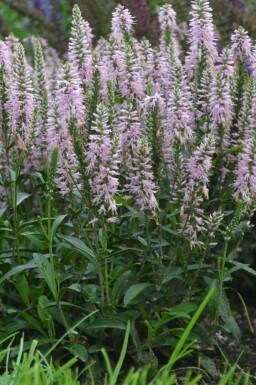 Véronique en épi Veronica spicata 'Inspire Pink' 5-10 Pot 9x9 cm (P9) Veronica spicata 'Inspire Pink'