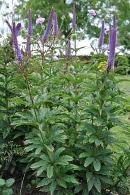 Véronique de Sibérie Veronicastrum sibiricum 'Red Arrows' 5-10 Pot 9x9 cm (P9) Veronicastrum sibiricum 'Red Arrows'