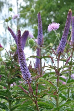 Véronique de Sibérie Veronicastrum sibiricum 'Red Arrows' 5-10 Pot 9x9 cm (P9) Veronicastrum sibiricum 'Red Arrows'