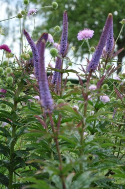 Véronique de Sibérie Veronicastrum sibiricum 'Red Arrows' 5-10 Pot 9x9 cm (P9) Veronicastrum sibiricum 'Red Arrows'