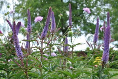 Véronique de Sibérie Veronicastrum sibiricum 'Red Arrows' 5-10 Pot 9x9 cm (P9) Veronicastrum sibiricum 'Red Arrows'