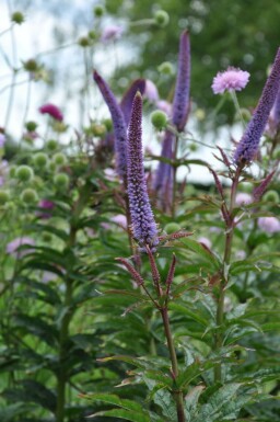 Véronique de Sibérie Veronicastrum sibiricum 'Red Arrows' 5-10 Pot 9x9 cm (P9) Veronicastrum sibiricum 'Red Arrows'