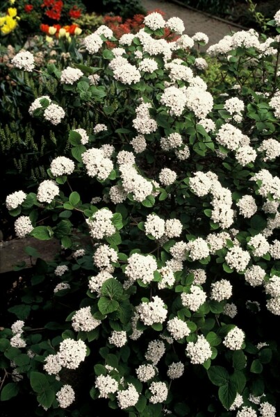 Viorne de Carles Viburnum carlesii Arbuste 40-50 Pot 12 l (C12) Viburnum carlesii arbuste 40-50 cm