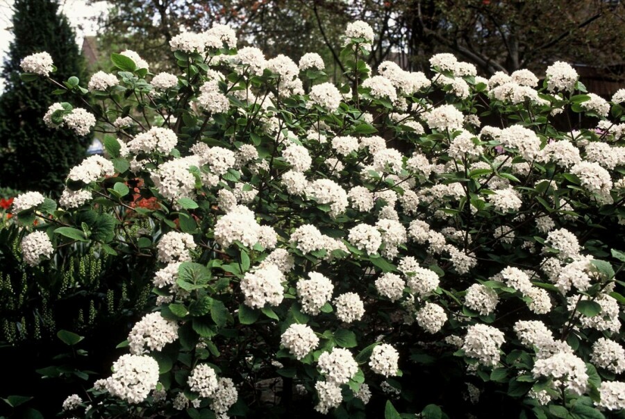 Viorne de Carles Viburnum carlesii Arbuste 60-80 Pot 12 l (C12) Viburnum carlesii arbuste 60-80 cm