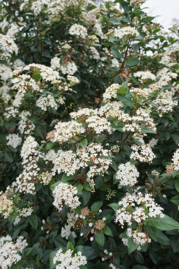 Viorne tin Viburnum tinus Arbuste 30-40 Pot 5 l (C5) Viburnum tinus arbuste 30-40 cm