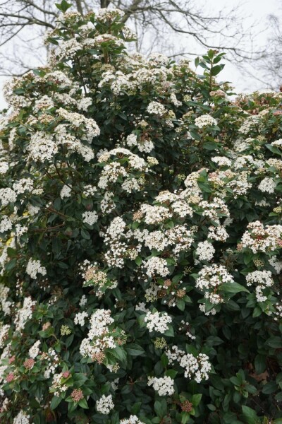Viorne tin Viburnum tinus Arbuste 15-20 Pot 1,3 l (P13) Viburnum tinus arbuste 15-20 cm