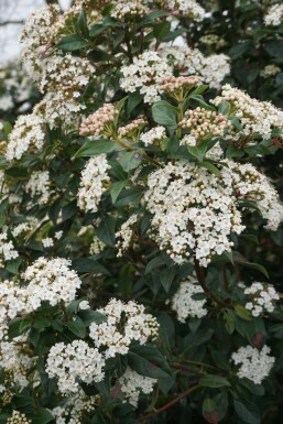 Viorne tin Viburnum tinus Arbuste 15-20 Pot 1,3 l (P13) Viburnum tinus arbuste 15-20 cm
