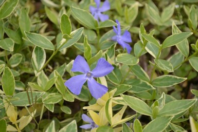 Pervenche mineure Vinca minor 'Argenteovariegata' 5-10 Pot 9x9 cm (P9) Vinca minor 'Argenteovariegata'