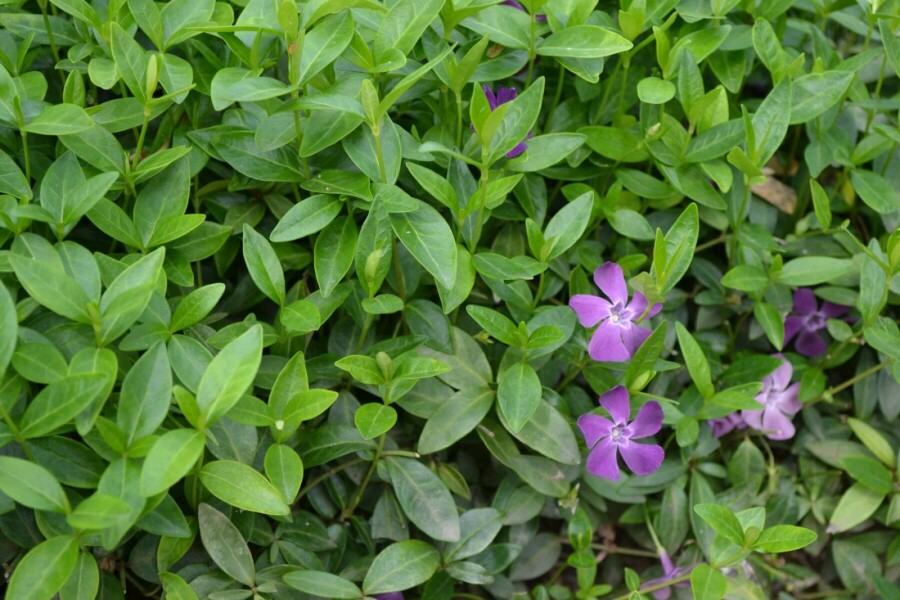Pervenche mineure Vinca minor 'Atropurpurea' 5-10 Pot 9x9 cm (P9) Vinca minor 'Atropurpurea'