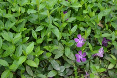 Pervenche mineure Vinca minor 'Atropurpurea' 5-10 Pot 9x9 cm (P9) Vinca minor 'Atropurpurea'