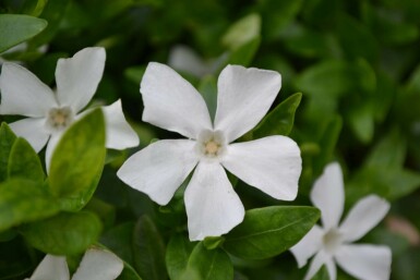 Pervenche mineure Vinca minor 'Gertrude Jekyll' 5-10 Pot 9x9 cm (P9)