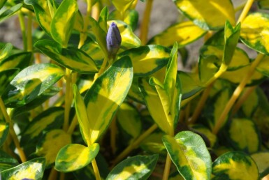 Pervenche mineure Vinca minor 'Illumination' 10-15 Pot 2 l (C2) Vinca minor 'Illumination'