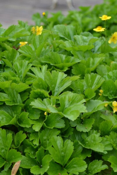 Faux fraisier Waldsteinia ternata 5-10 Pot 9x9 cm (P9) Waldsteinia ternata