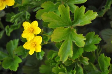 Faux fraisier Waldsteinia ternata 5-10 Pot 9x9 cm (P9) Waldsteinia ternata