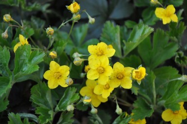 Faux fraisier Waldsteinia ternata 5-10 Pot 9x9 cm (P9) Waldsteinia ternata