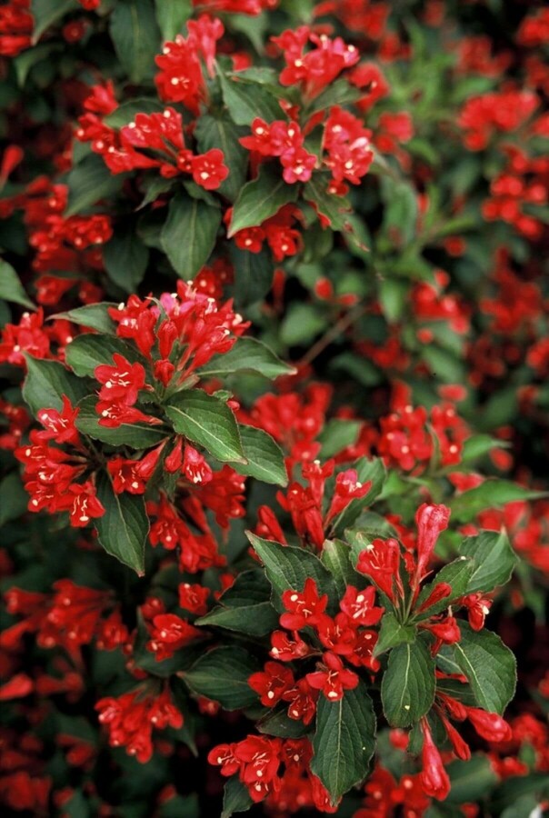 Weigélia Weigela 'Red Prince' Arbuste 40-60 Pot 10 l (C10) Weigela 'Red Prince' arbuste 40-60 cm