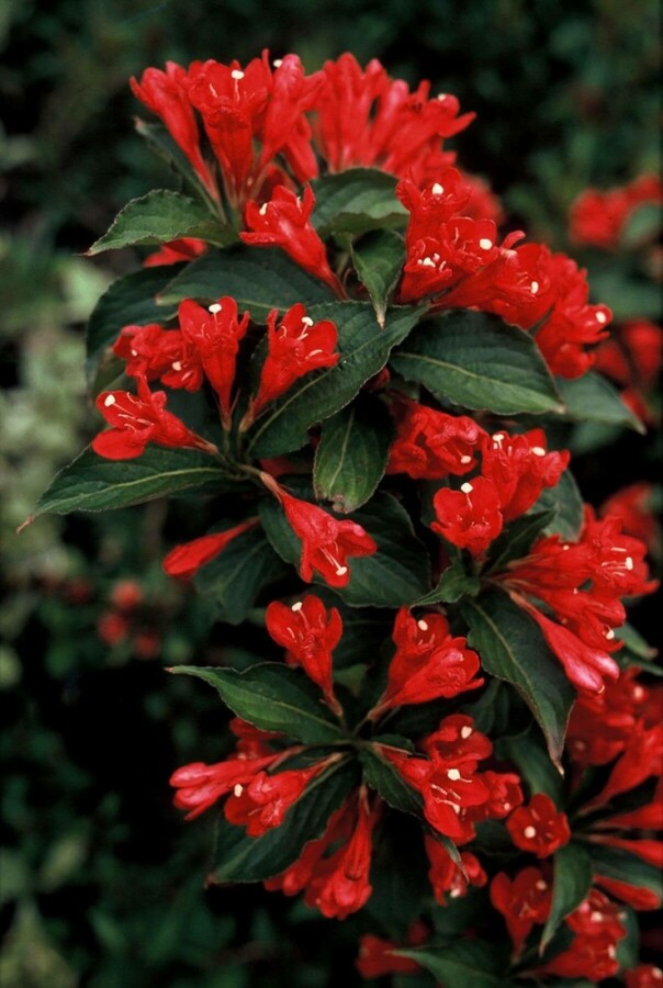 Weigélia Weigela 'Red Prince' Arbuste 80-100 Pot 12 l (C12) Weigela 'Red Prince' arbuste 80-100 cm