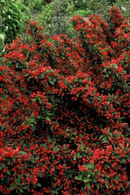 Weigela 'Red Prince' C3 30-40
