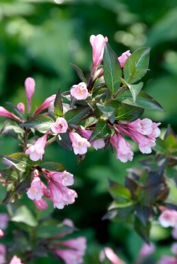 Weigélia fleuri Weigela florida 'Foliis Purpureis' Arbuste 30-40 Pot 3 l (C3)