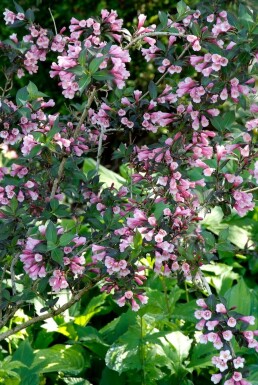 Weigélia fleuri Weigela florida 'Foliis Purpureis' Arbuste 30-40 Pot 3 l (C3)