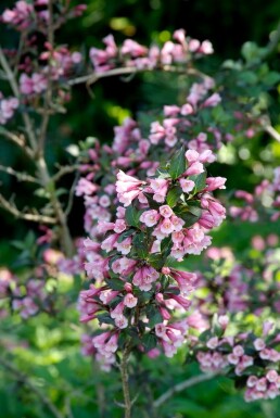 Weigélia fleuri Weigela florida 'Foliis Purpureis' Arbuste 30-40 Pot 3 l (C3)