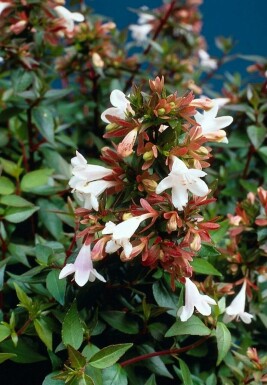Abélie à grandes fleurs Abelia grandiflora Arbuste Abelia grandiflora arbuste