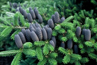 Sapin de Corée Abies koreana Pot Abies koreana