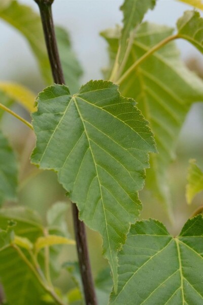 Acer davidii arbuste 80-100 cm