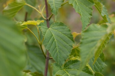 Acer davidii arbuste 80-100 cm