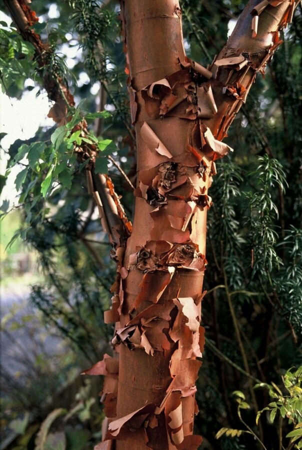 érable gris Acer griseum arbuste 60-80 C7,5 Acer griseum arbuste 60-80 cm