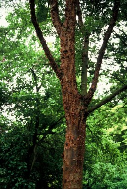 érable gris Acer griseum arbuste 60-80 C7,5 Acer griseum arbuste 60-80 cm