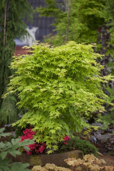 Acer palmatum arbuste 150-175 cm