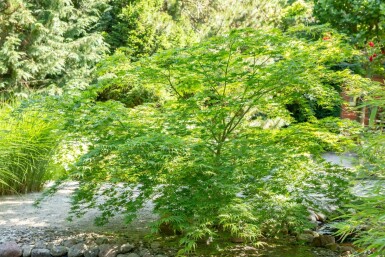Érable palmé Acer palmatum Pot Acer palmatum
