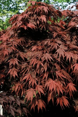 Érable palmé Acer palmatum 'Atropurpureum' Pot Acer palmatum 'Atropurpureum' arbuste