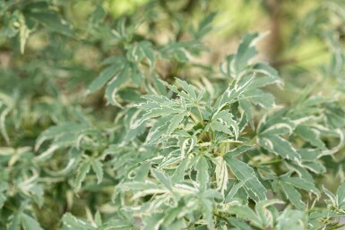érable palmé Acer palmatum 'Butterfly' arbuste 100-125 C35 Acer palmatum 'Butterfly' arbuste 100-125 cm