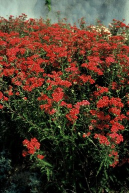 Achillée millefeuille Achillea millefolium 'Paprika' Pot Achillea millefolium 'Paprika'