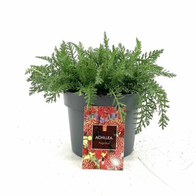 Achillée millefeuille Achillea millefolium 'Paprika' Pot Achillea millefolium 'Paprika'