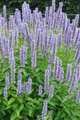 Agastache Agastache 'Blue Fortune' Pot Agastache 'Blue Fortune'