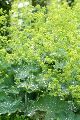 Alchémille molle Alchemilla mollis Pot Alchemilla mollis